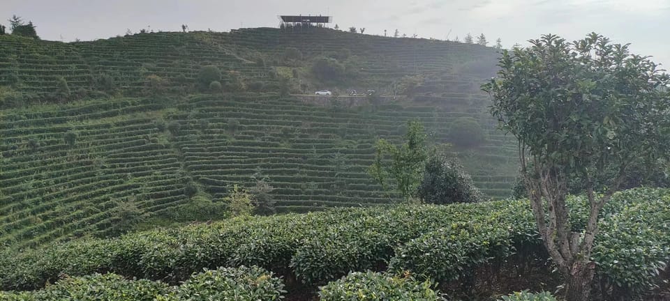 Private Tour-Yangshuo Seven Fairies Peak Tea Plantation - Amenities and Inclusions