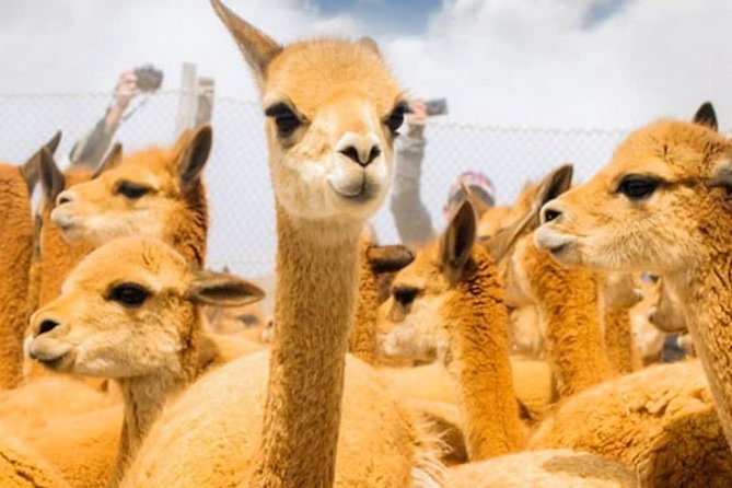 Private Trekking to the Colca Canyon - Booking and Cancellation