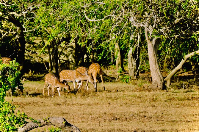Private Udawalawe Nationalpark Jeep-Safari - Tips for Your Safari Adventure