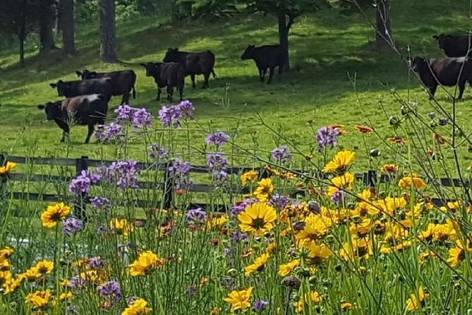 Private Walking Tour of a Real Working Cattle Ranch - Sum Up