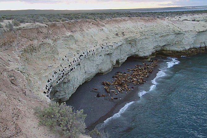 Puerto Madryn: Peninsula Valdes National Park Day Trip - Pricing and Booking