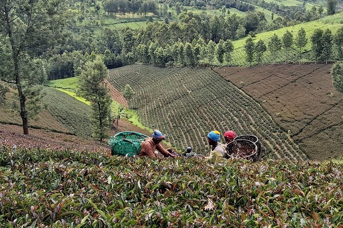 Purple Tea Farm Tour From Nairobi City - Specialty Tea Tasting - Improvement Measures by Hosts