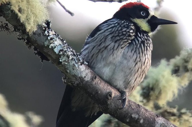 Quetzal Birdwatching Experience at San Gerardo De Dota Group Tour. - Health and Weather Considerations