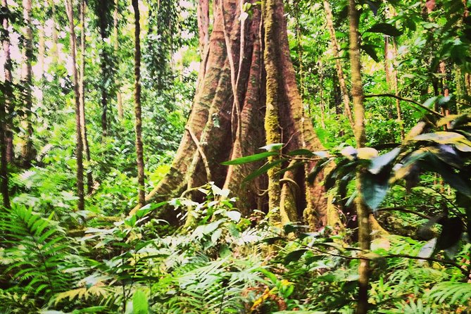 Rain Forest and Bird Watching - Scenic Highlights