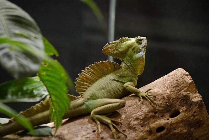 Rain Forest Monteverde,Hanging Bridges, Sloths,Birds Watching - Preparation and Requirements