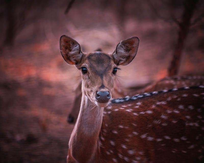 Rajasthan Wildlife Tour - Accommodations and Meals