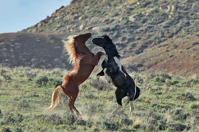 Red Canyon Wild Mustang Van or Bus Tours For Large Groups 5 PM - Booking and Confirmation Process