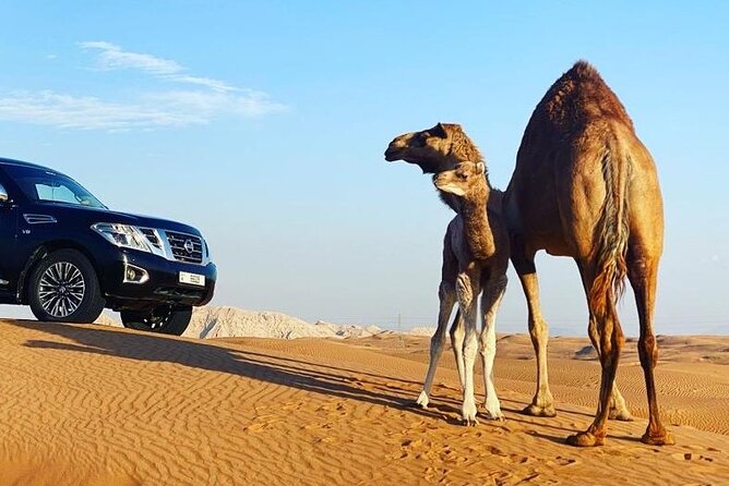 Red Dune Desert Safari With Dinner Quad Bike and Camel Ride - Customer Reviews and Ratings