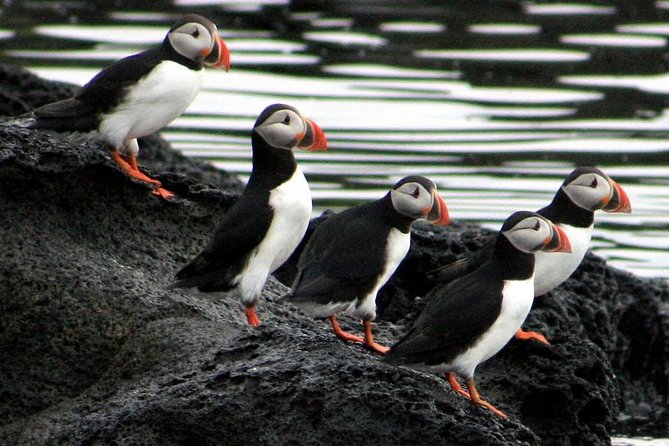 Reykjavik Shore Excursion: Puffin Sightseeing Cruise - Booking and Cancellation