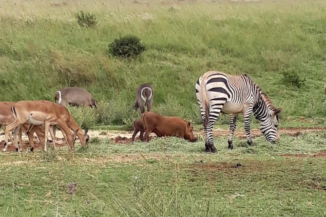 Rhino & Lion Nature Reserve - Cancellation Policies