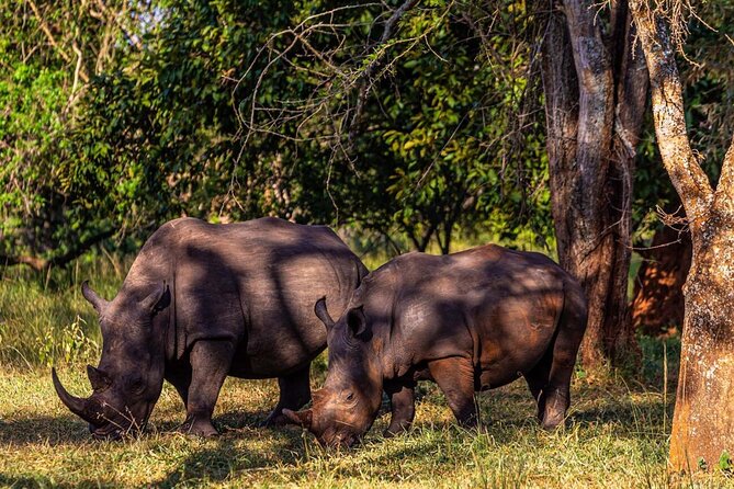 Rhino Walk - Booking and Pricing Details