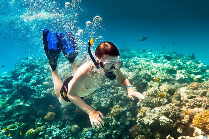 Roatan Parasailing Shore Excursion Adventure and Reef Snorkel - Customer Feedback and Insights