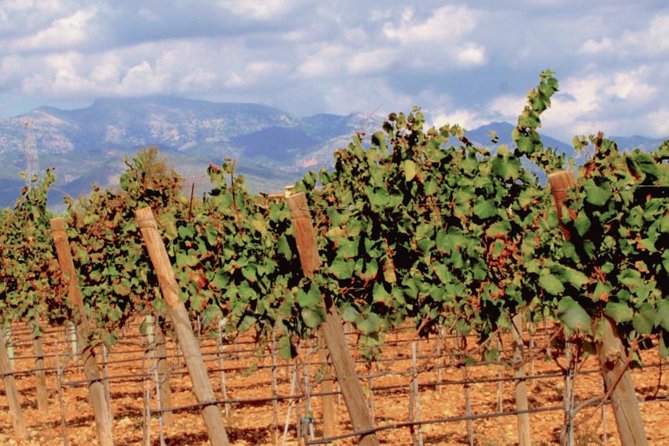 Sa Clasta Wine Tours, Mallorca - Tour Pricing and Details