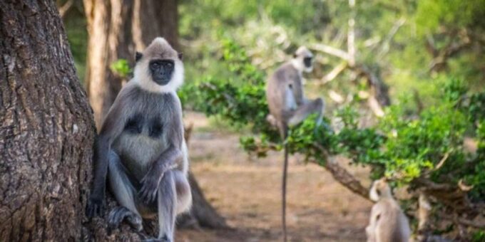 Safari Adventure: Yala National Park Afternoon Expedition - Tour Duration and Schedule