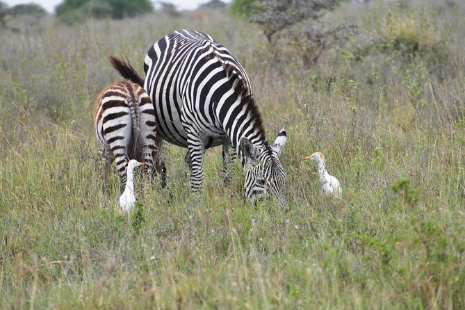 Safari in Nairobi Kenya National Park Half Day Tour - Tips for an Enjoyable Experience