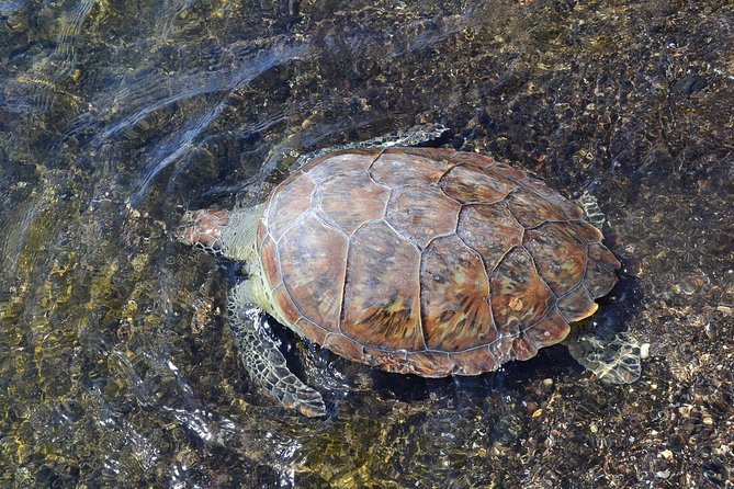 Sal Island: Sea Turtle Experience From Santa Maria - Tips for a Memorable Visit