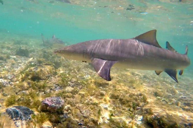 Sal Island: Shark Bay Shark Watching Experience From Santa Maria - Tips for a Great Experience