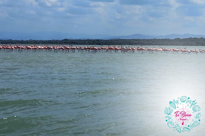 Sanctuary Los Flamingos Tour - Exploring the Unique Ecosystem