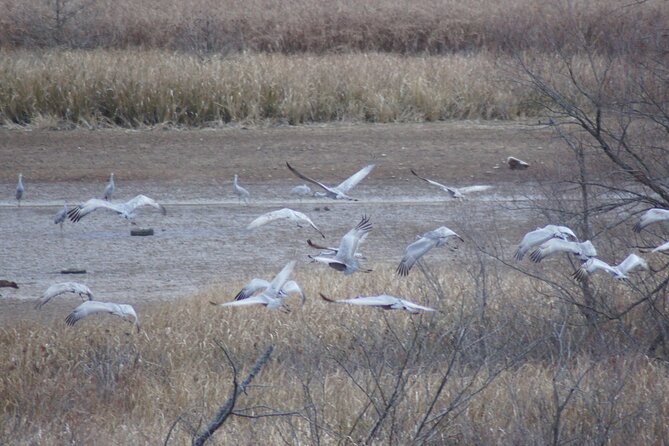 Sandhill Crane Kayak Tour With Chattanooga Guided Adventures - Customer Reviews and Experiences