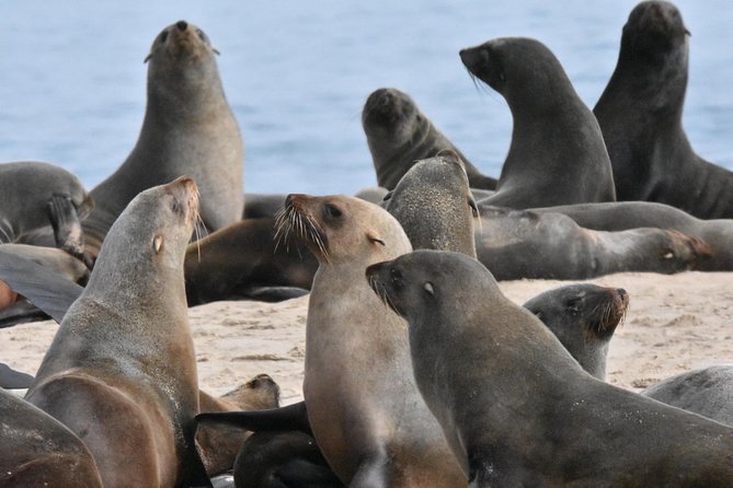Sandwich Harbour Adventure: Seals and Sandwich Harbour Dune Drive - Cancellation and Rescheduling Policies