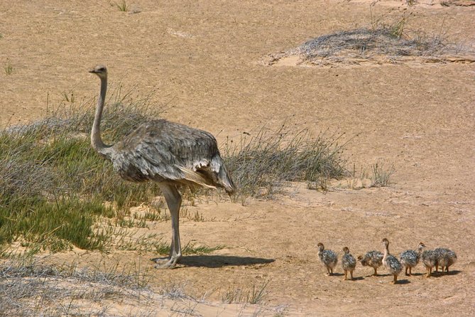 Sandwich Harbour Half-Day 4x4 Tour (5 Hours) From Walvis Bay - Traveler Reviews