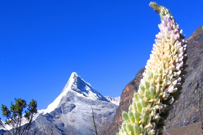Santa Cruz Llanganuco Trek Cordillera Blanca - Positive Traveler Feedback and Experiences