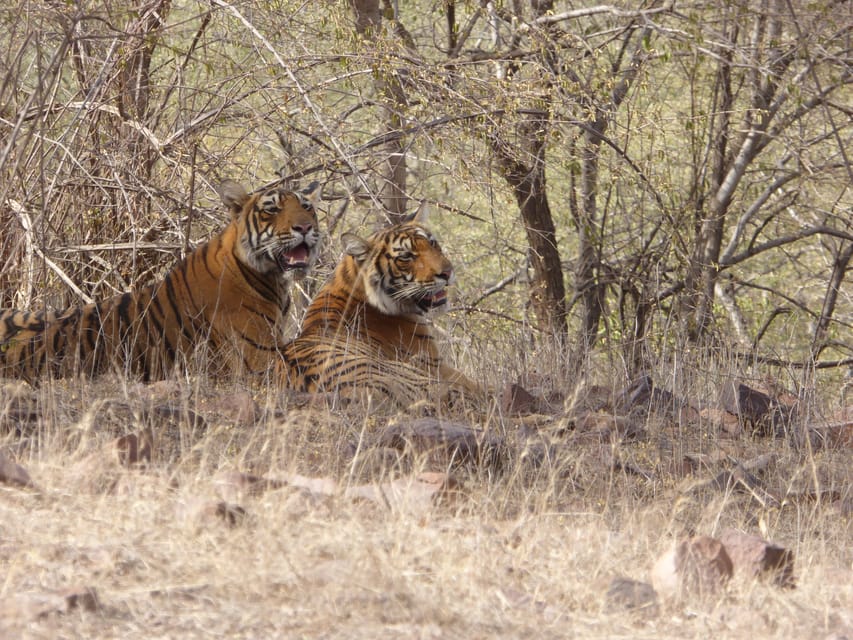 Sawai Madhopur: Ranthambore National Park Safari - Tips for a Successful Safari