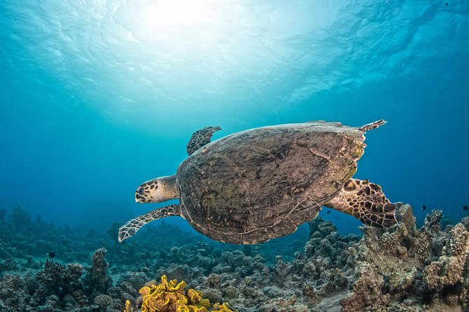 Scuba Diving for Certified Divers - Booking and Cancellation Policy