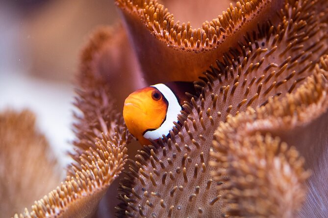 SEA LIFE Munich Admission Ticket - Family-Friendly Attraction for All Ages
