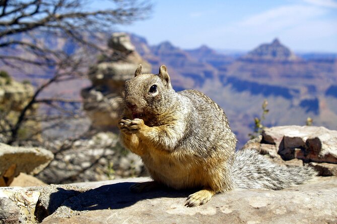 Sedona to Grand Canyon VIP Adventure: Private Tour - Exceptional Guest Reviews and Recommendations