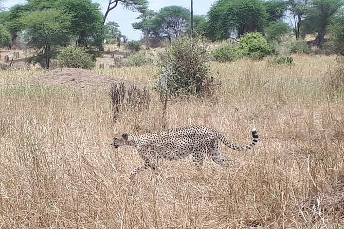 Serengeti, Ngorongoro & Tarangire 5days Private Tour - Booking Information