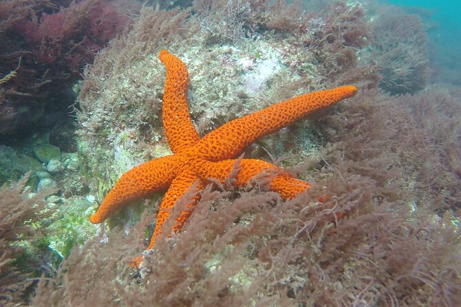 Sesimbra Small-Group Snorkeling Tour  - Setubal District - Transfer Pickup Information