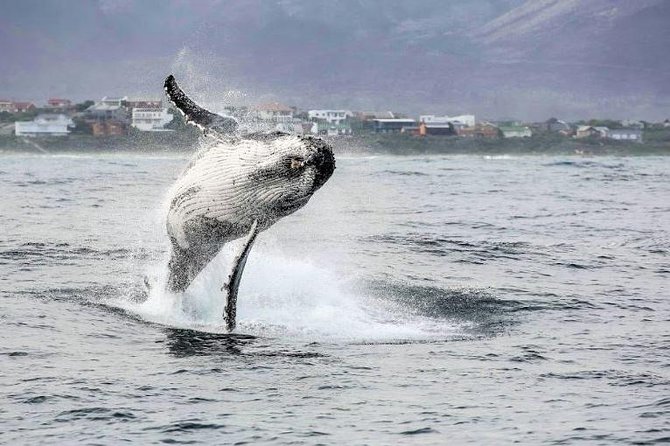 Shark Diving Full Day Guided Return Transfer to Gansbaai From Cape Town - Alternative Activities