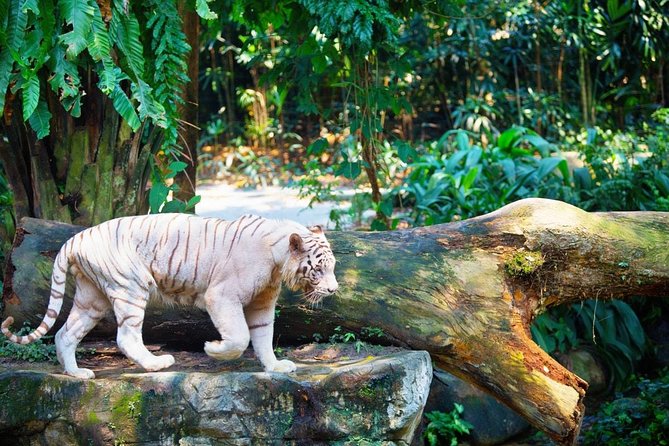 Singapore Bird Paradise & Zoo Full Day (Ticket & Transfer ) - Booking and Cancellation Policy