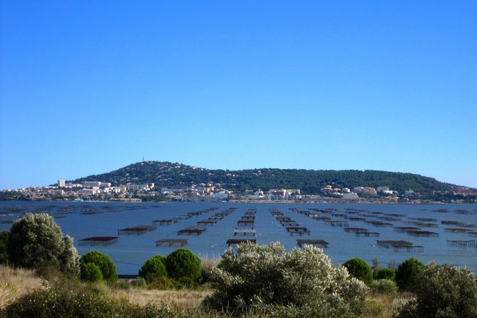 Small-Group Half-Day Languedoc Wine and Oyster Tour From Montpellier - Traveler Experiences and Testimonials