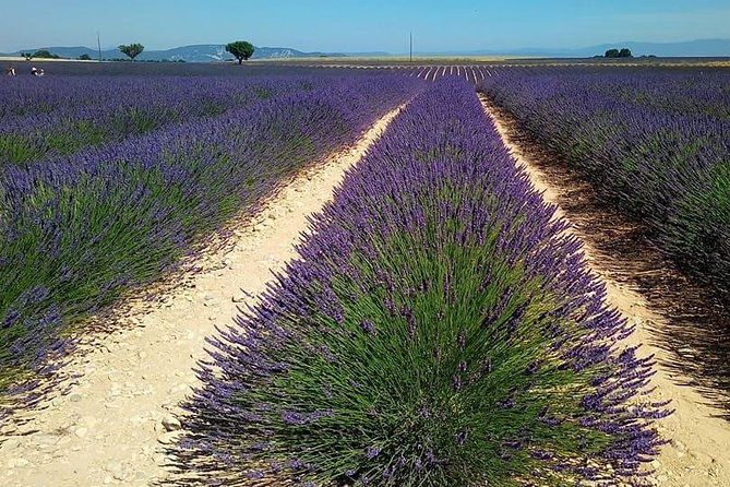 Small Group Marseille Shore Excursion: Lavender Tour - Weather Considerations