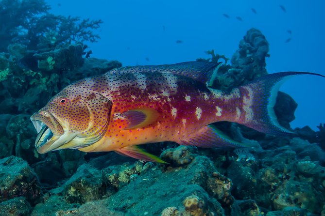 Snorkeling to Undewrater Restaraunt Covered by Corals - Frequently Asked Questions