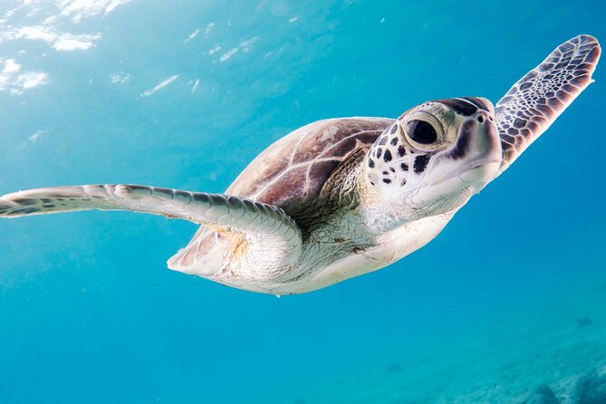Snorkelling Tours to Daymaniyat Island - Important Tour Information