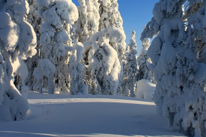 Snowshoe in a Winter Forest - Immersed in Local Culture