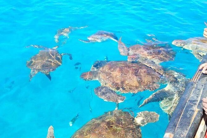Spectacular Experience With Sea Turtles - Addressing Common Concerns