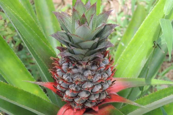 Spice Tour Zanzibar - Traveler Reviews and Feedback