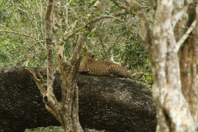 Sri Lanka 3-Day Tour, History, Nature, Culture, Adventure - Kandy City Tour and Cultural Show