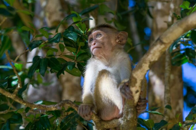 Sri Lanka 3-Day Wildlife, Rainforest, Hill Country Train - Reservation and Cancellation
