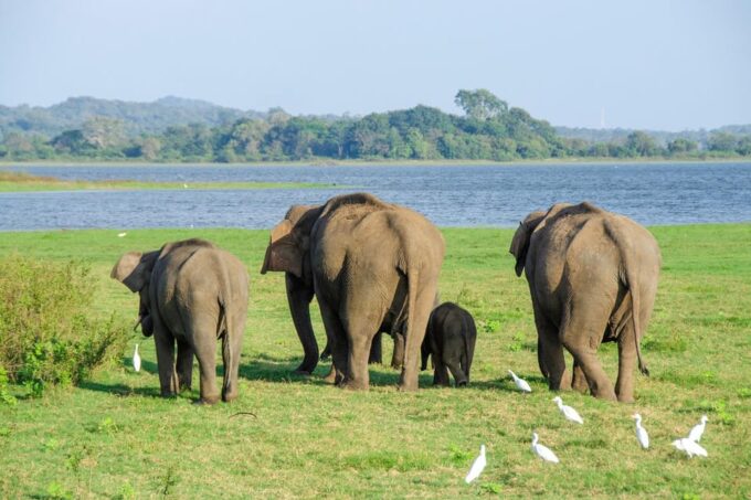 Sri Lanka: Scenic Hilll Country Road and Train Trip - Cancellation and Refund Policy