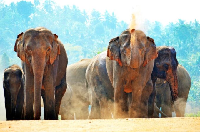 Sri Lanka: Western Province Highlights Day Tour and Safari - Customer Feedback
