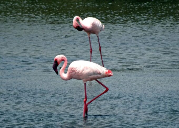 Sri Lanka: Yala National Park Safari Tour - Important Considerations
