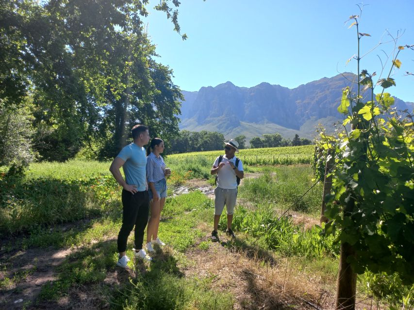 Stellenbosch: Half-Day Guided Nature Hike and Wine Tasting - Customer Reviews and Feedback