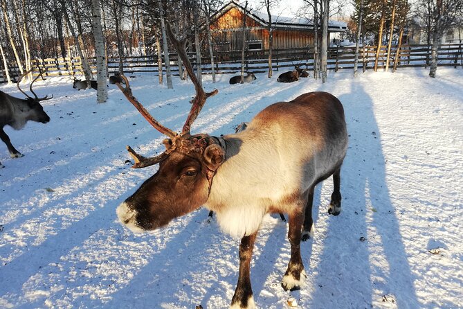 Stockholm Christmas Tour and Food Experience Review - Booking and Practical Information
