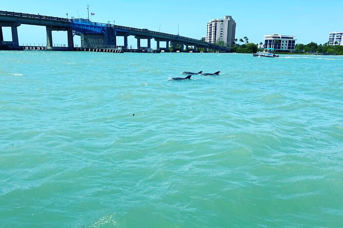 Sunset and Dolphin Cruise Around Fort Myers Beach - Glowing Customer Reviews