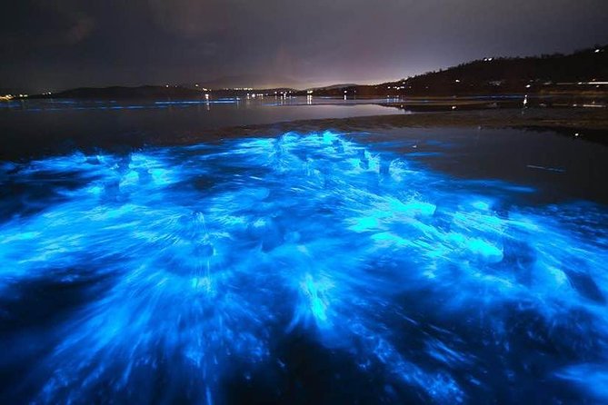 Sunset Bioluminescent Comb Jelly & Dolphin Tour - Tips for an Enjoyable Experience